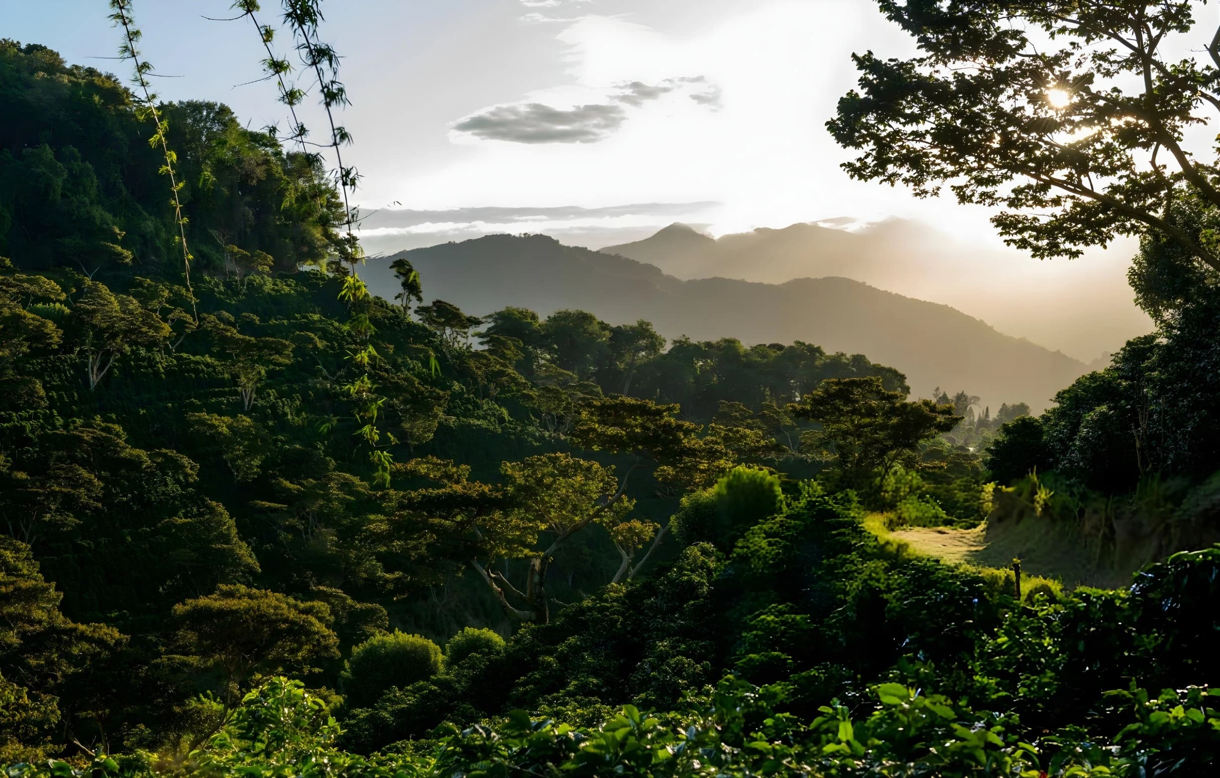 Sunlit mountain landscape in Chiriquí coffee region